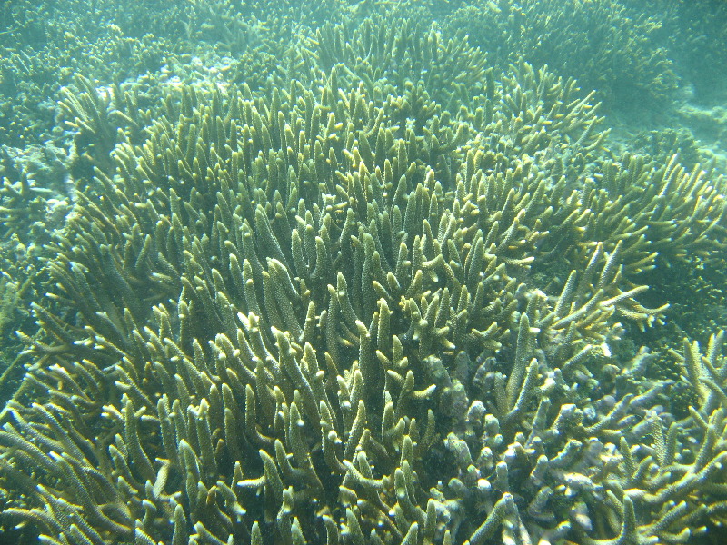 Taveuni-Island-Fiji-Underwater-Snorkeling-Pictures-014