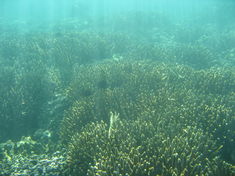 Taveuni-Island-Fiji-Underwater-Snorkeling-Pictures-015