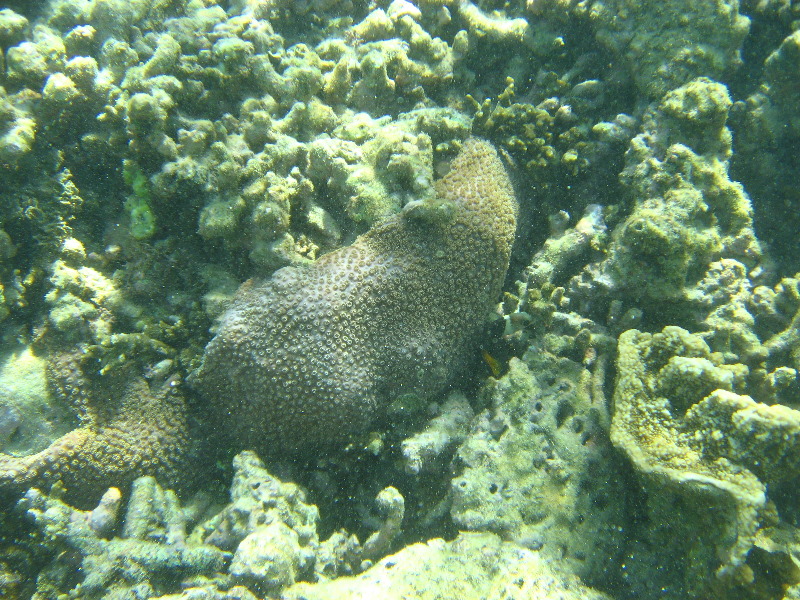 Taveuni-Island-Fiji-Underwater-Snorkeling-Pictures-018