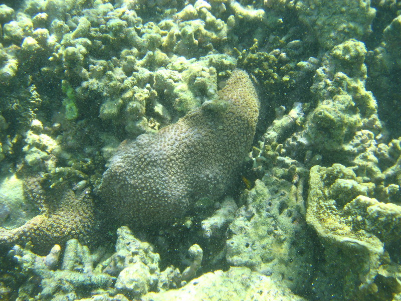 Taveuni-Island-Fiji-Underwater-Snorkeling-Pictures-018