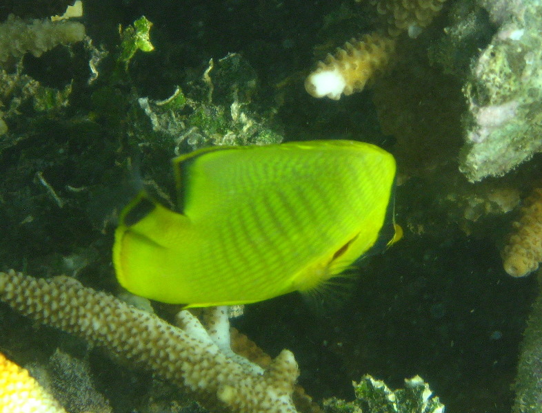 Taveuni-Island-Fiji-Underwater-Snorkeling-Pictures-019