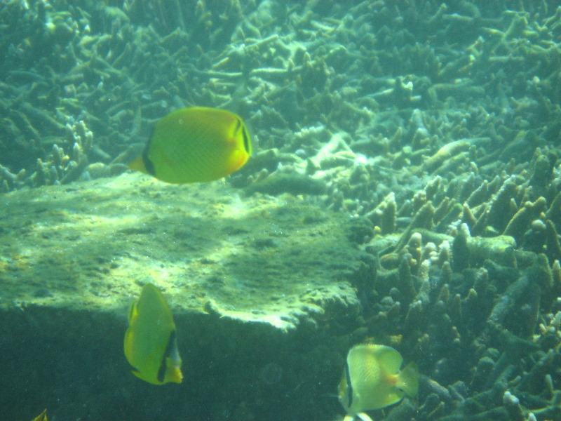 Taveuni-Island-Fiji-Underwater-Snorkeling-Pictures-021