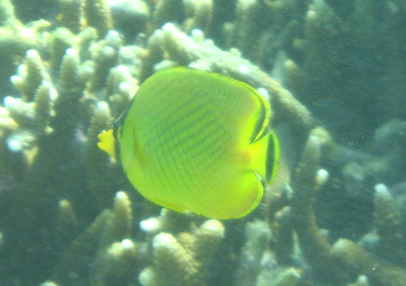 Taveuni-Island-Fiji-Underwater-Snorkeling-Pictures-022