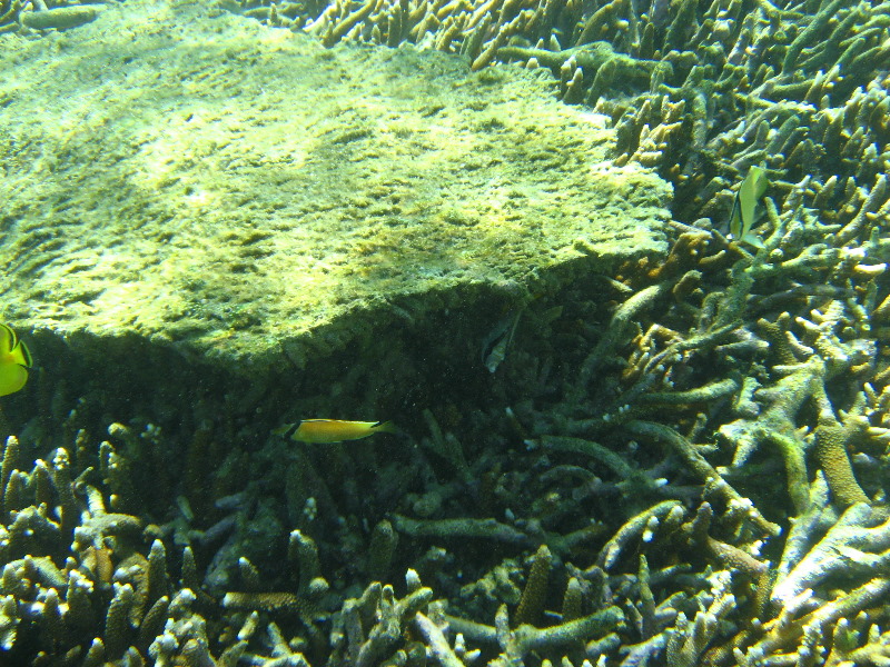 Taveuni-Island-Fiji-Underwater-Snorkeling-Pictures-023