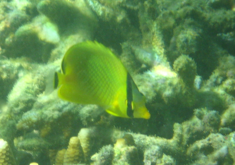 Taveuni-Island-Fiji-Underwater-Snorkeling-Pictures-024
