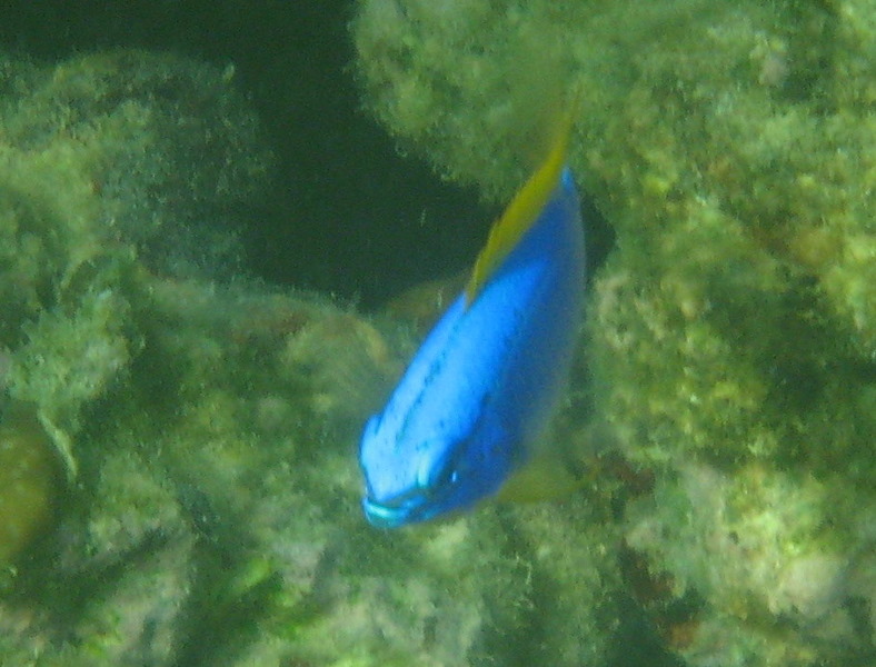 Taveuni-Island-Fiji-Underwater-Snorkeling-Pictures-025