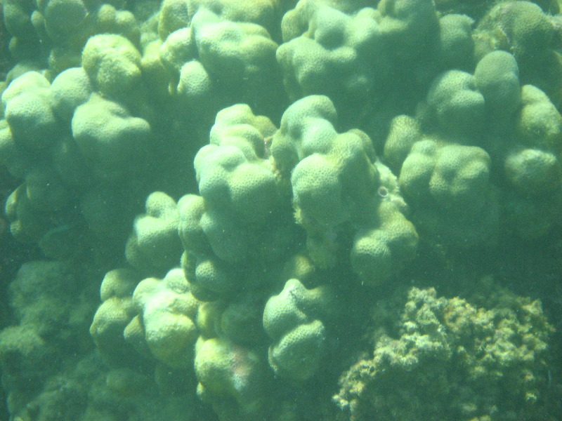 Taveuni-Island-Fiji-Underwater-Snorkeling-Pictures-026