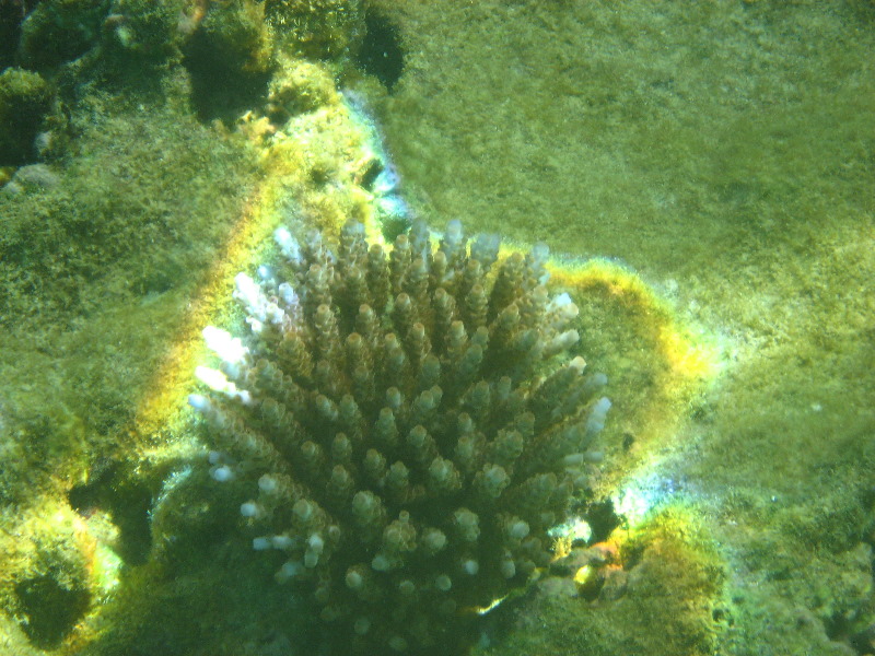 Taveuni-Island-Fiji-Underwater-Snorkeling-Pictures-032