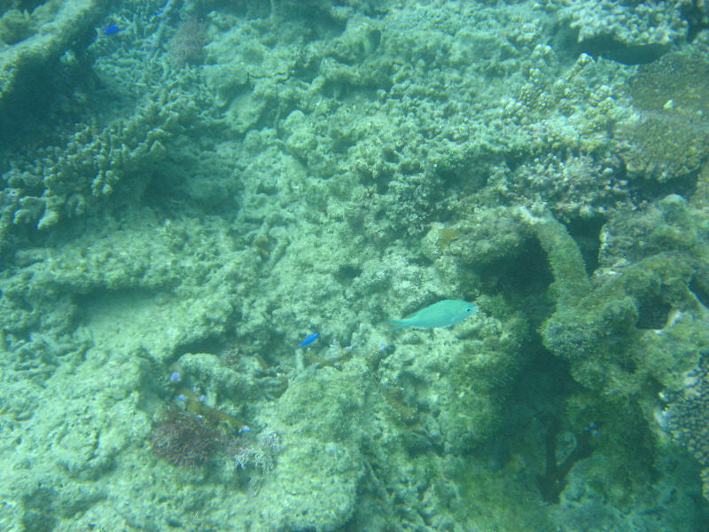 Taveuni-Island-Fiji-Underwater-Snorkeling-Pictures-035