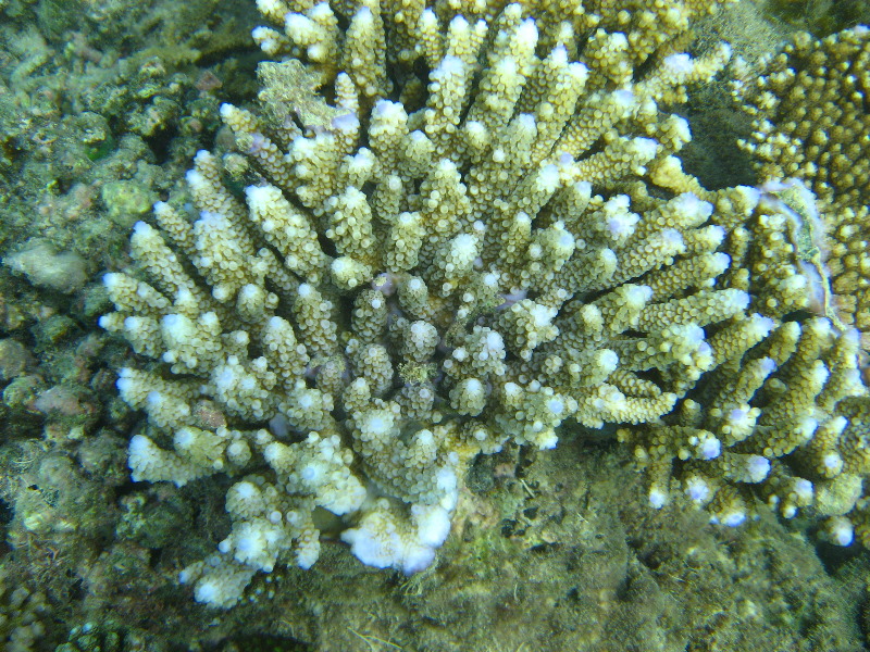 Taveuni-Island-Fiji-Underwater-Snorkeling-Pictures-037