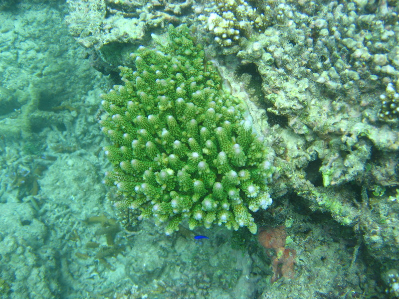 Taveuni-Island-Fiji-Underwater-Snorkeling-Pictures-038