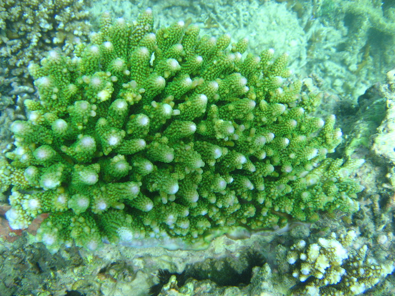 Taveuni-Island-Fiji-Underwater-Snorkeling-Pictures-039