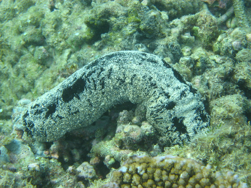 Taveuni-Island-Fiji-Underwater-Snorkeling-Pictures-040