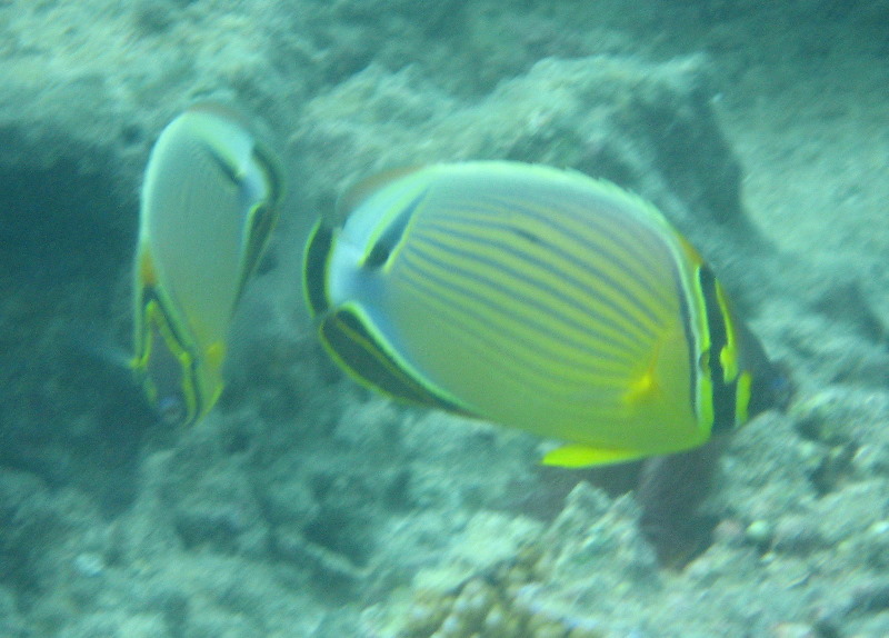 Taveuni-Island-Fiji-Underwater-Snorkeling-Pictures-041