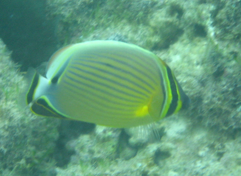 Taveuni-Island-Fiji-Underwater-Snorkeling-Pictures-042