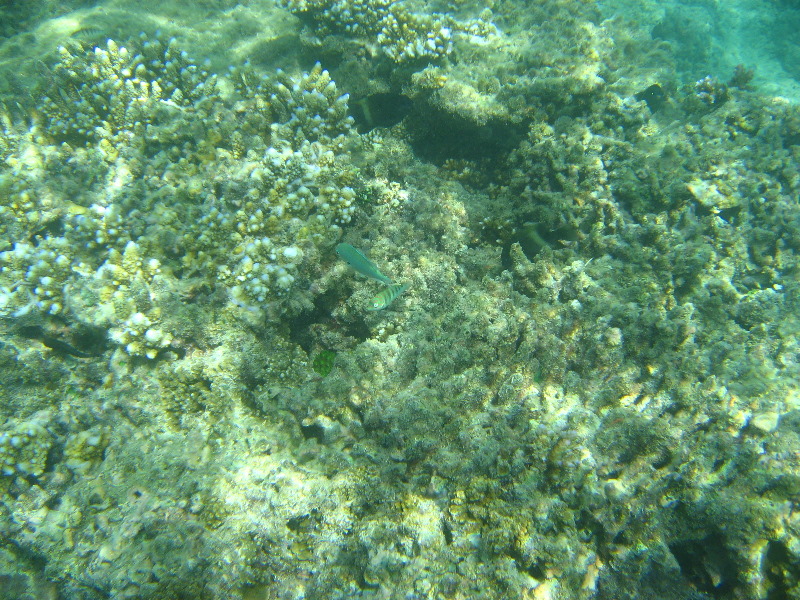 Taveuni-Island-Fiji-Underwater-Snorkeling-Pictures-045