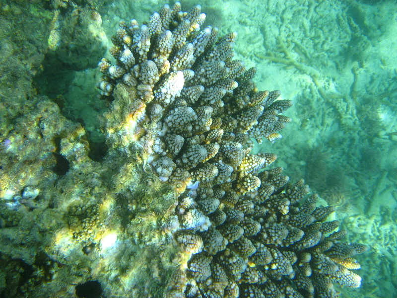 Taveuni-Island-Fiji-Underwater-Snorkeling-Pictures-047