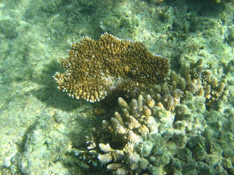 Taveuni-Island-Fiji-Underwater-Snorkeling-Pictures-048