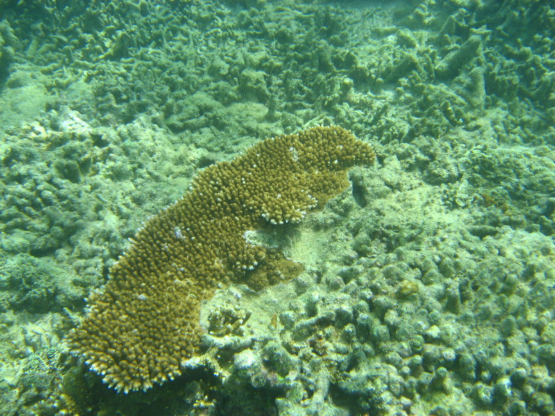 Taveuni-Island-Fiji-Underwater-Snorkeling-Pictures-050