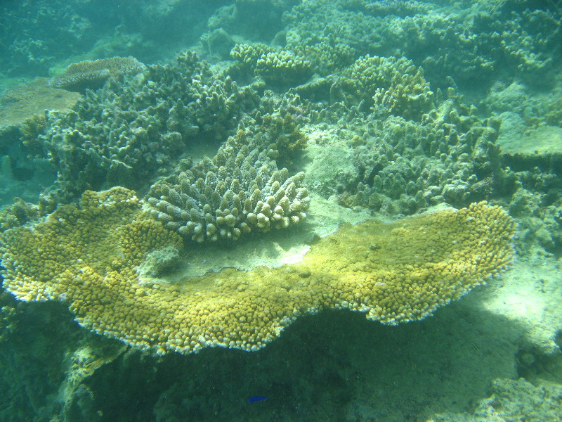 Taveuni-Island-Fiji-Underwater-Snorkeling-Pictures-052