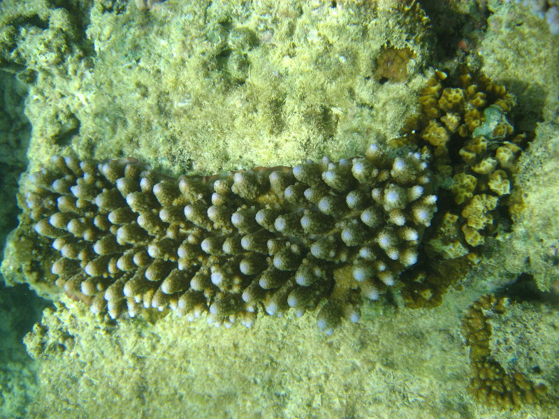 Taveuni-Island-Fiji-Underwater-Snorkeling-Pictures-053