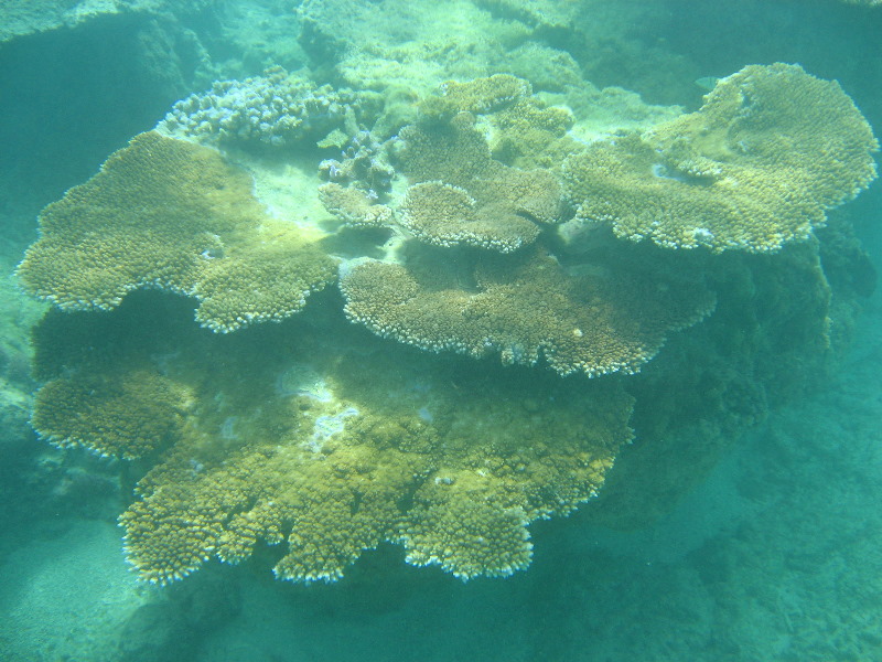 Taveuni-Island-Fiji-Underwater-Snorkeling-Pictures-054