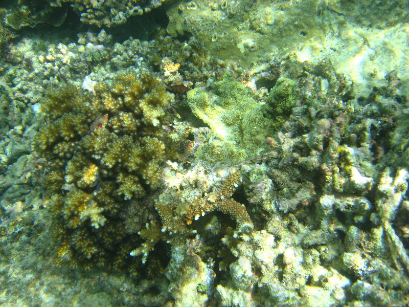 Taveuni-Island-Fiji-Underwater-Snorkeling-Pictures-056