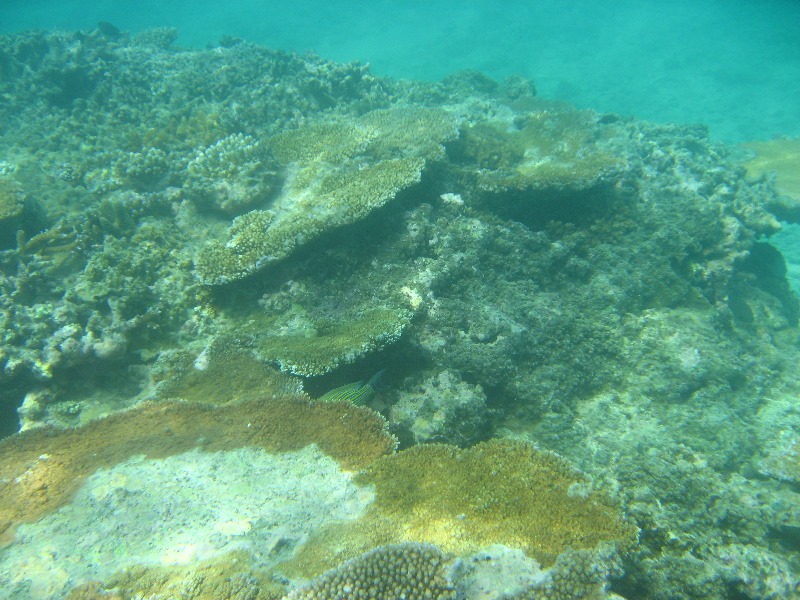 Taveuni-Island-Fiji-Underwater-Snorkeling-Pictures-059