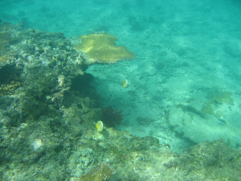 Taveuni-Island-Fiji-Underwater-Snorkeling-Pictures-061
