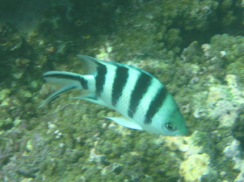 Taveuni-Island-Fiji-Underwater-Snorkeling-Pictures-062