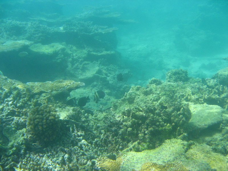 Taveuni-Island-Fiji-Underwater-Snorkeling-Pictures-063