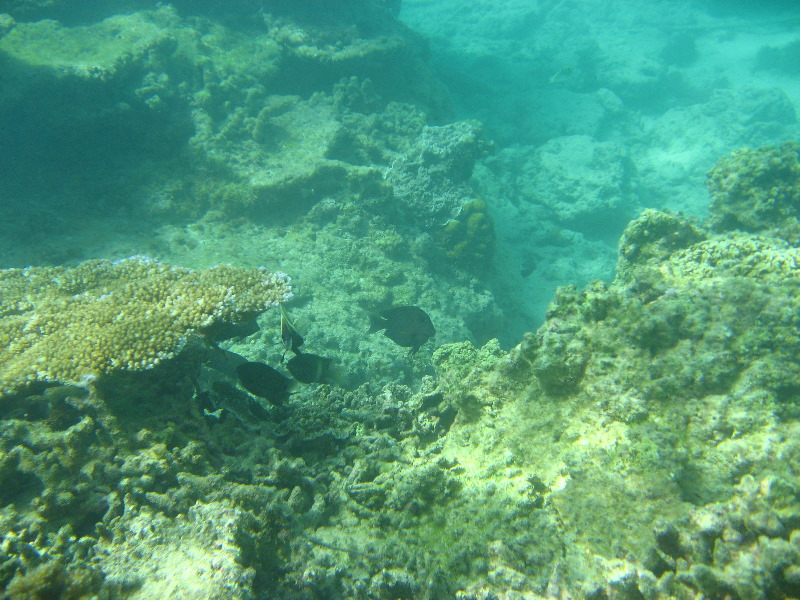 Taveuni-Island-Fiji-Underwater-Snorkeling-Pictures-064