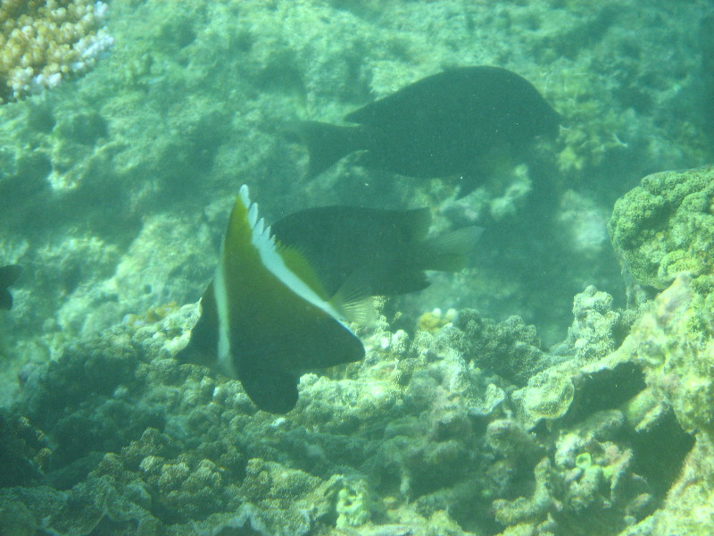 Taveuni-Island-Fiji-Underwater-Snorkeling-Pictures-065