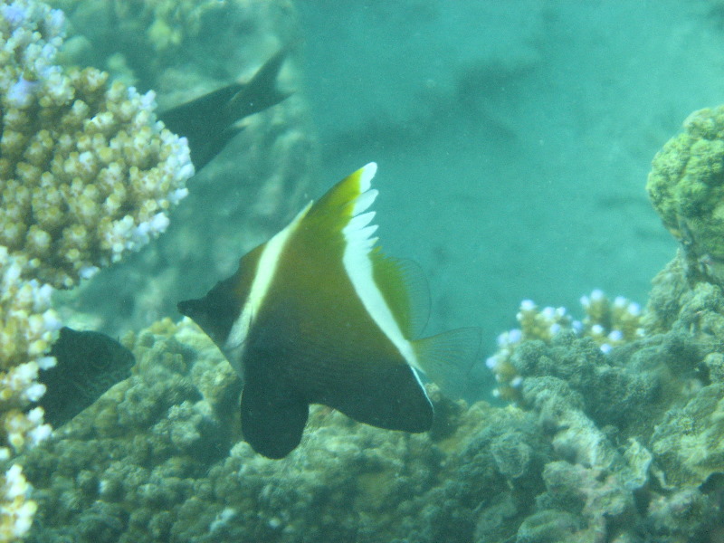 Taveuni-Island-Fiji-Underwater-Snorkeling-Pictures-067