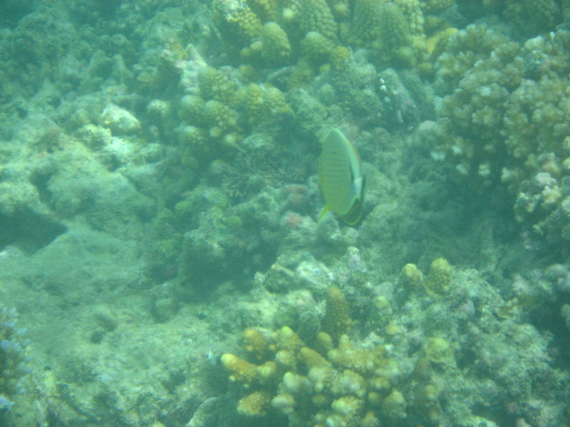 Taveuni-Island-Fiji-Underwater-Snorkeling-Pictures-070