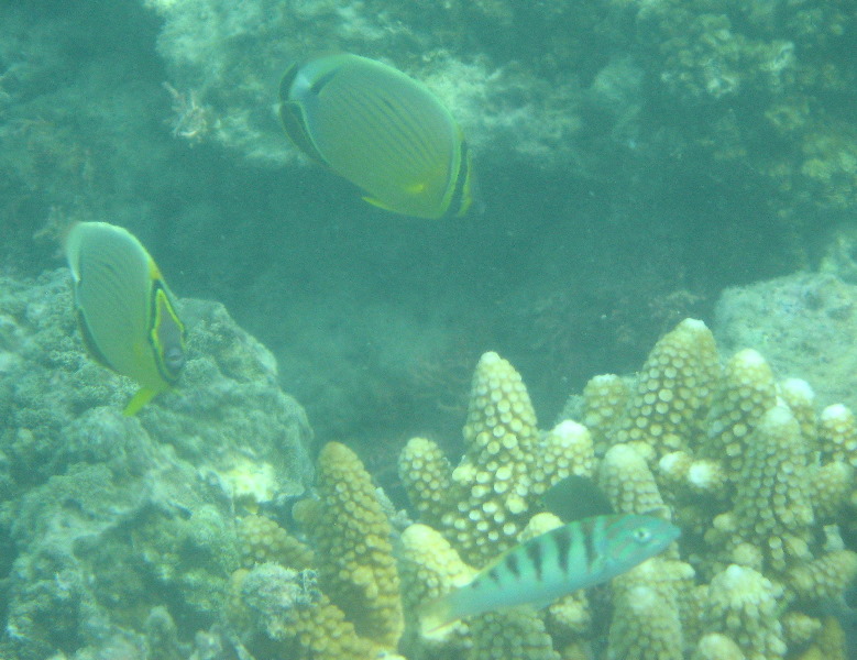 Taveuni-Island-Fiji-Underwater-Snorkeling-Pictures-071