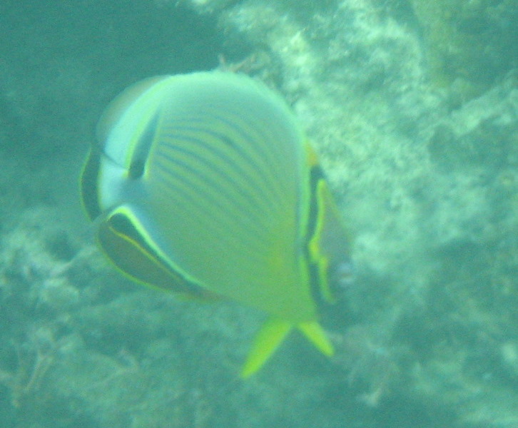 Taveuni-Island-Fiji-Underwater-Snorkeling-Pictures-072