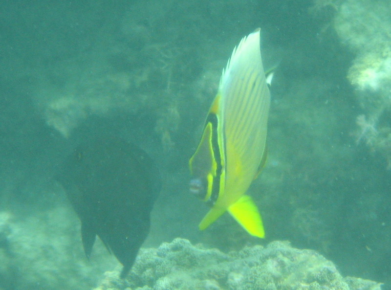 Taveuni-Island-Fiji-Underwater-Snorkeling-Pictures-073