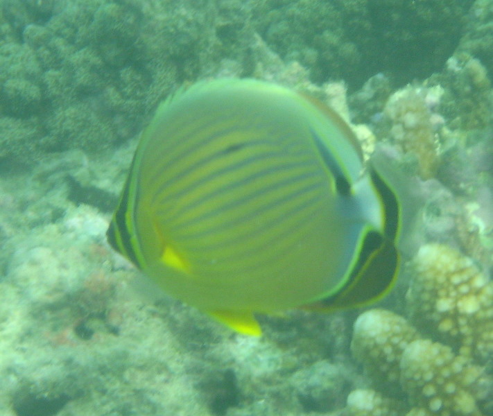 Taveuni-Island-Fiji-Underwater-Snorkeling-Pictures-074