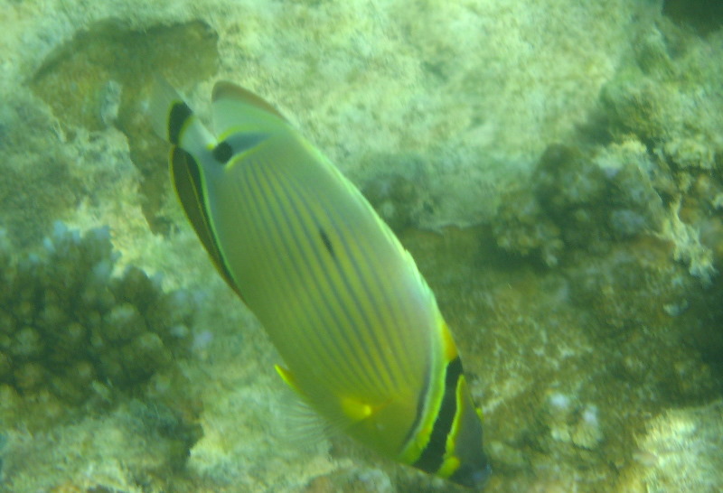 Taveuni-Island-Fiji-Underwater-Snorkeling-Pictures-076