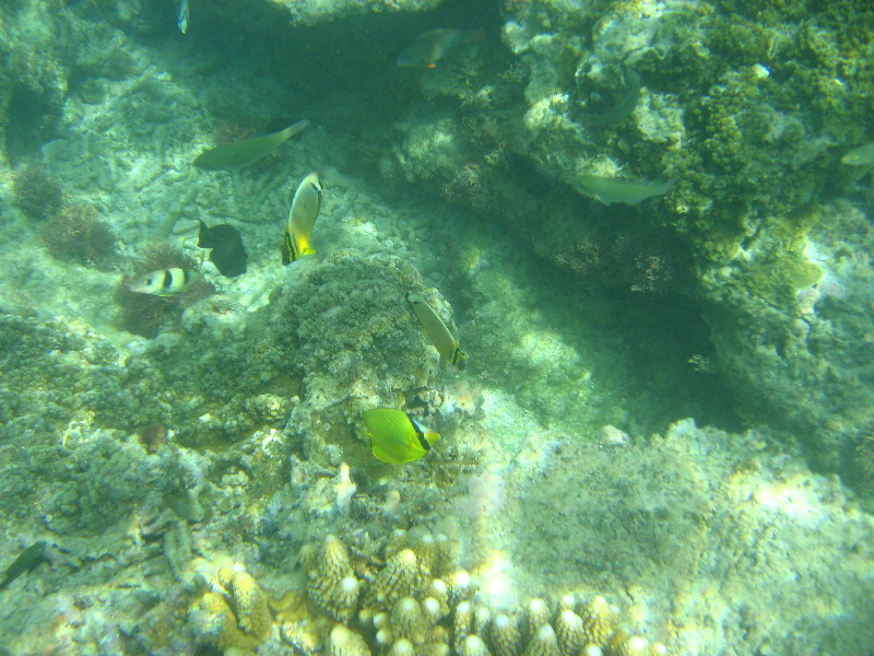 Taveuni-Island-Fiji-Underwater-Snorkeling-Pictures-079