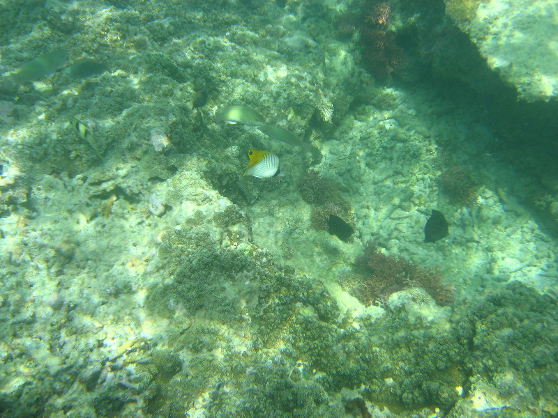 Taveuni-Island-Fiji-Underwater-Snorkeling-Pictures-081
