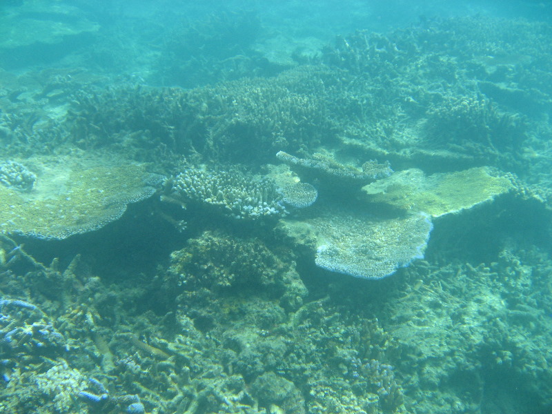 Taveuni-Island-Fiji-Underwater-Snorkeling-Pictures-083