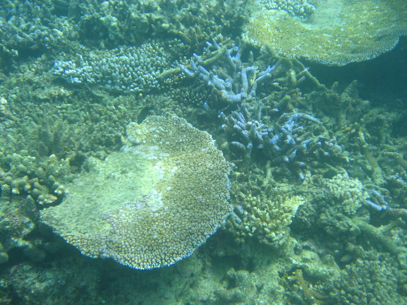 Taveuni-Island-Fiji-Underwater-Snorkeling-Pictures-084