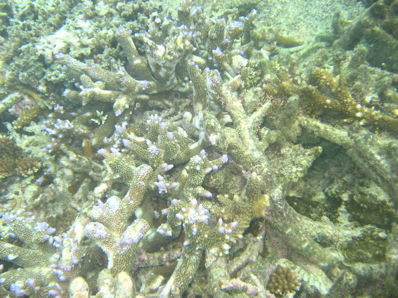 Taveuni-Island-Fiji-Underwater-Snorkeling-Pictures-087