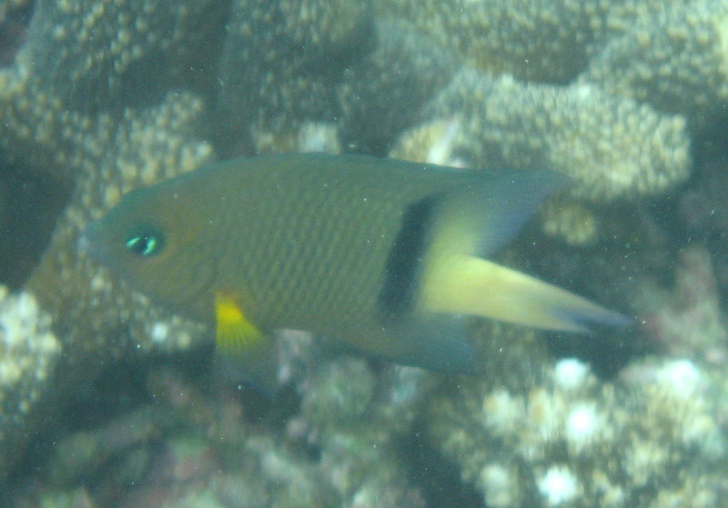 Taveuni-Island-Fiji-Underwater-Snorkeling-Pictures-090