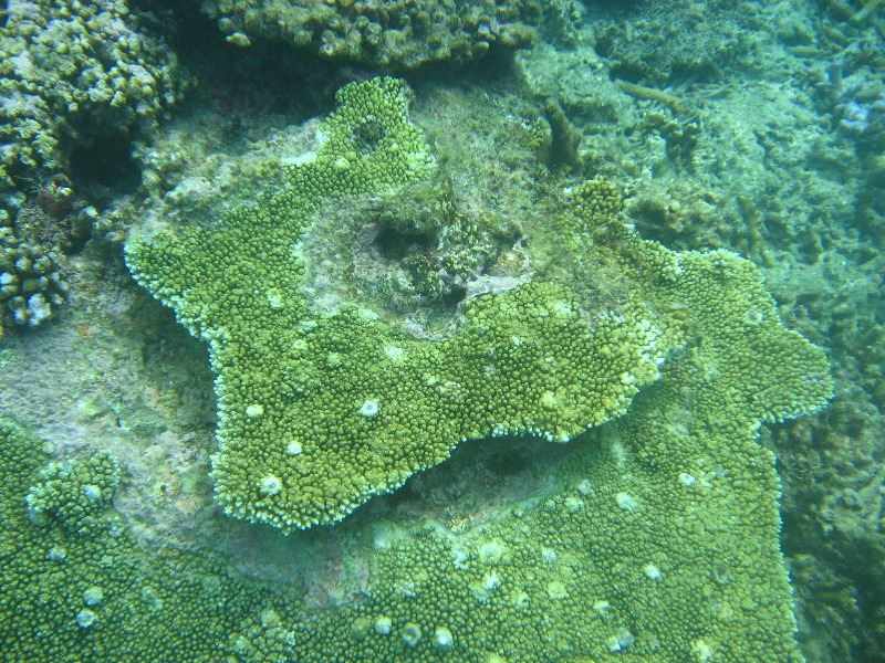 Taveuni-Island-Fiji-Underwater-Snorkeling-Pictures-091