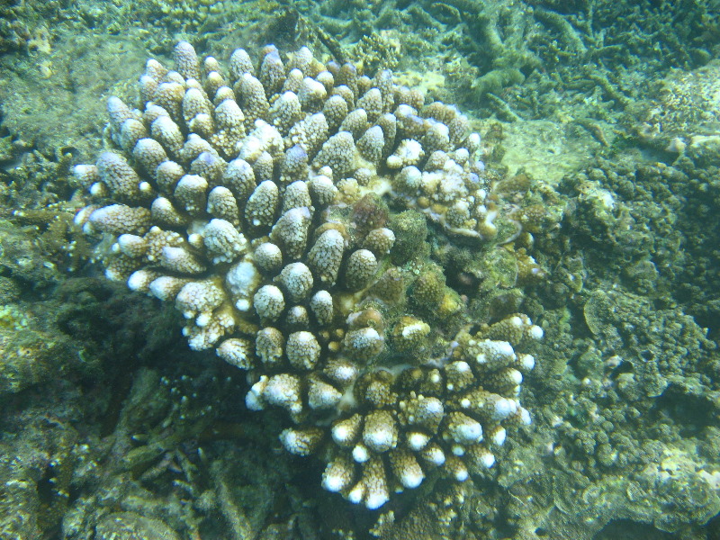 Taveuni-Island-Fiji-Underwater-Snorkeling-Pictures-092