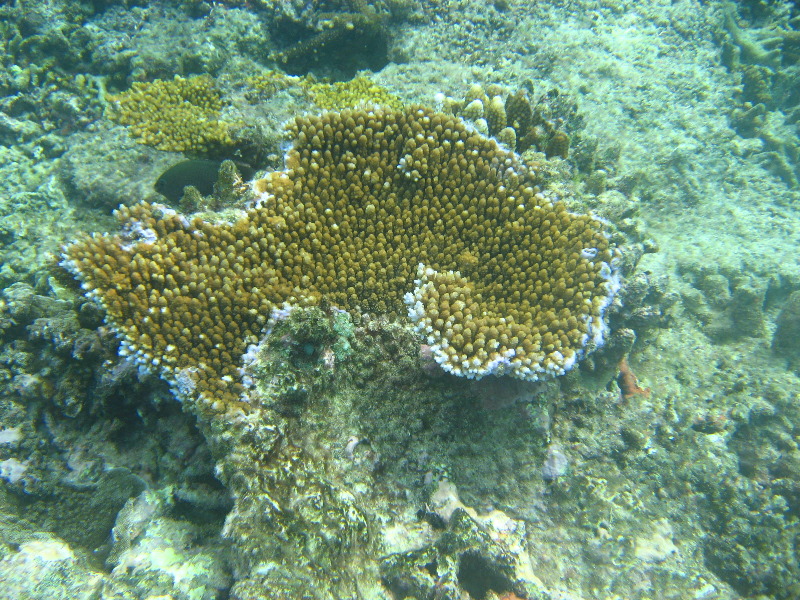 Taveuni-Island-Fiji-Underwater-Snorkeling-Pictures-093