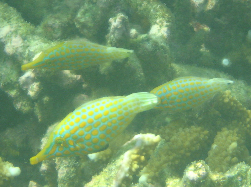 Taveuni-Island-Fiji-Underwater-Snorkeling-Pictures-106